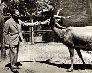 foto del Prof. Ermanno Bronzini, direttore del Giardino Zoologico e Museo Civico di Zoologia dal 1956 al 1978, con un Cervo di Padre David, 1958 circa