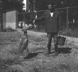 foto di un guardiano che alimenta un becco a scarpa, 1957