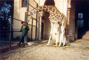 foto di giraffa con guardiano
