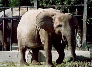 foto di una femmina di elefante di foresta Carla