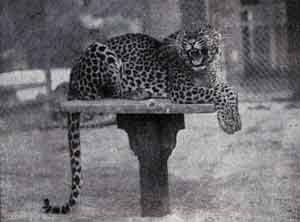 foto della gabbia del leopardo 1933
