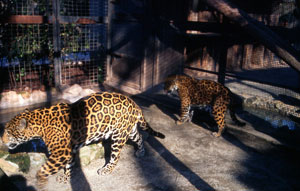foto di una coppia di giaguari, 1998