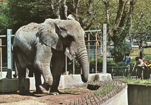 foto di un  maschio di elefante africano Jumbo 