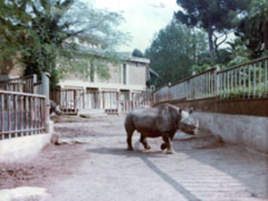 Foto di rinoceronte nero, 1983