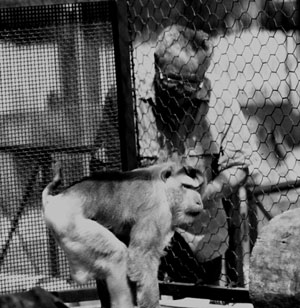foto di roberto busacchi con il macaco gaetano