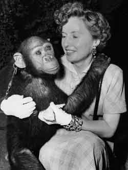 foto di L'attrice americana Barbara Stanwyck con una  femmina di scimpanzé