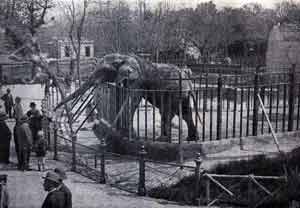 foto dell'elefante toto, 1933
