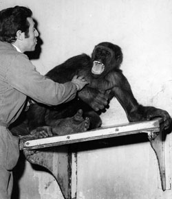foto di un guardiano con un giovane gorilla, 1971