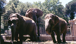 foto di Elefanti asiatici Nelly, Sophia il maschio africano Calimero