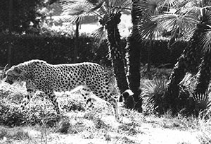 foto del Ghepardo Acynonyx jubatus, settembre 1988