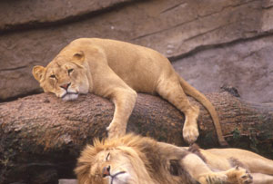 foto di leoni sulla roccia, 1988