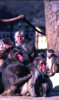 foto di macachi del giappone nel villaggio delle scimmie