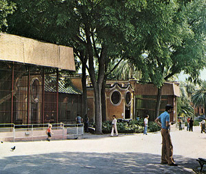 foto della casa delle scimmie antropomorfe, 1976