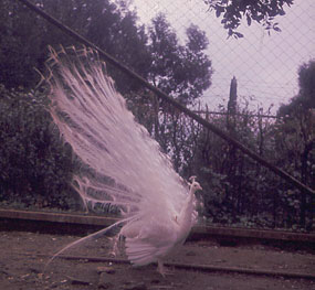 foto della pavoniera, 1958