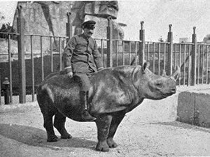 foto del capoguardiano Angelo Pozzi con il primo rinoceronte del Giardino Zoologico, Moritz