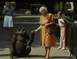 foto del gorilla romina per i viali dello zoo