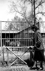 foto di signora di fronte al settore antilopi (1951)