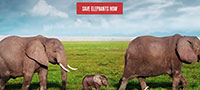 link al sito per la difesa degli elefanti 